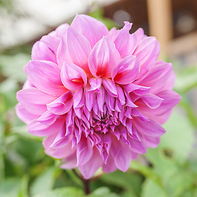 포토 JPG 해외이미지 식물 꽃잎 꽃 분홍색 꽃다발 백그라운드 잎 꽃무늬 패턴 자연 선물 사람없음 장식 컬러풀 정원 성장 벚꽃 신선 우아함 소프트포커스 달리아 순수 원예 꽃가루 내추럴 취급주의 해외202004 해외포토 컬러 컨셉 무늬 촬영기법 경고 취미 가루 생태계 파일형식 이미지허브