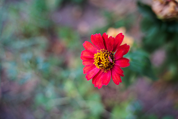 포토 JPG 해외이미지 식물 꽃잎 꽃 분홍색 꽃다발 백그라운드 잎 꽃무늬 오렌지 자연 국화 사람없음 야외 장식 빨간색 초록색 여름 노란색 정원 봄 벚꽃 흰색 개화 닫기 원예 디테일 해외202004 해외포토 계절 컬러 무늬 과일 모션 취미 생태계 파일형식 이미지허브