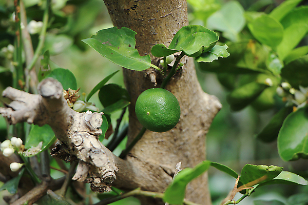 포토 JPG 해외이미지 나무 식물 음식 잎 농업 과일 자연 귤 매달리기 건강 사람없음 초록색 노란색 수확 나뭇가지 신선 다발 레몬 유기농 내추럴 숙성 해외202004 해외포토 웰빙 산업 컬러 모션 생태계 파일형식 이미지허브