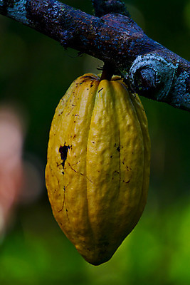 포토 JPG 해외이미지 나무 식물 음식 백그라운드 농업 채소 과일 자연 건강 사람없음 초록색 농장 노란색 초콜릿 수확 중앙아메리카 먹기 유기농 코코아 밭일 해외202004 해외포토 웰빙 산업 음료 컬러 모션 디저트 아메리카 생태계 파일형식 이미지허브