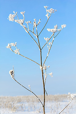 포토 JPG 해외이미지 나무 식물 구름 디자인 계절 공원 여행 백그라운드 잎 크리스마스 겨울 자연 하늘 표면 날씨 풍경 사람없음 야외 파란색 빛 갈색 환경 정원 냉동 얼음 검은색 추위 흰색 나뭇가지 숲 서리 장면 층 내추럴 떠남 해외202004 해외포토 자연요소 공공시설 기념일 컬러 모션 생태계 파일형식 이미지허브