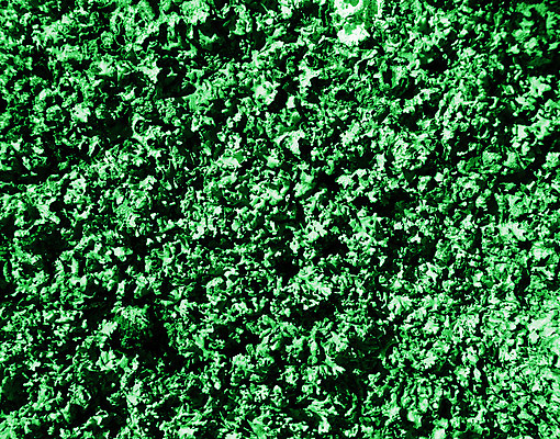 포토 JPG 해외이미지 백그라운드 자연 추상 이끼 사람없음 야외 초록색 활발 묘사 질감 내추럴 강렬 해외202004 해외포토 컬러 컨셉 무늬 생태계 파일형식 이미지허브