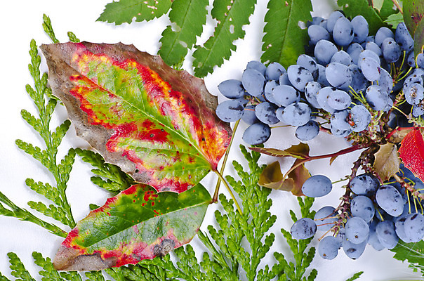 포토 JPG 해외이미지 나무 꽃 음식 백그라운드 잎 겨울 오렌지 과일 자연 추상 수채화 사람없음 빨간색 초록색 정원 가을 떨어짐 숲 낟알 오브젝트 구성 해외202004 해외포토 식물 계절 컬러 컨셉 무늬 생태계 파일형식 이미지허브