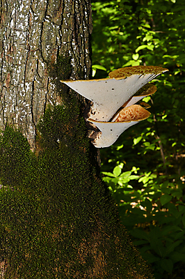 포토 JPG 해외이미지 나무 식물 계절 공원 지구 음식 오렌지 자연 사람없음 야외 목재 초록색 농작물 갈색 버섯 젖음 수확 성장 흰색 그룹 맛 숲 질감 생물학 발견 내추럴 곰팡이 그물버섯 땅바닥 식용 채식주의자 해외202004 해외포토 공공시설 교육 컬러 컨셉 농업 과일 재료 바닥 생태계 채식 파일형식 이미지허브