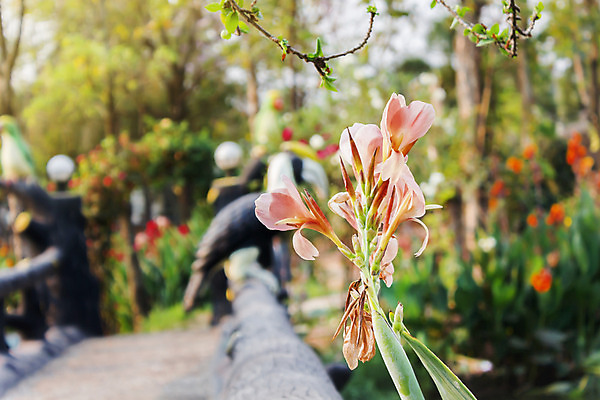 포토 JPG 해외이미지 식물 공원 꽃 행복 분홍색 자연 아침 사람없음 빨간색 초록색 노란색 봄 벚꽃 신선 개화 백합 파스텔톤 그리너리 해외202004 해외포토 주간 계절 공공시설 감정 컬러 생태계 파일형식 트랜드컬러 이미지허브