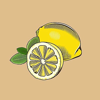 EPS 해외이미지 잎 일러스트 단면 사람없음 노란색 레몬 라인아트 그림 해외202004 해외일러스트 식물 선 컬러 과일 파일형식 벡터 이미지허브