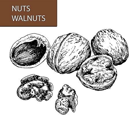 EPS 해외이미지 식물 음식 다이어트 일러스트 재료 건강 씨앗 세트 정원 힘 견과류 수확 신선 스케치 수집 오브젝트 그림 윤곽 호두 손그림 판화 건강식 고립 채식주의자 디테일 비건 해외202004 해외일러스트 농업 미술 채식 파일형식 벡터 이미지허브