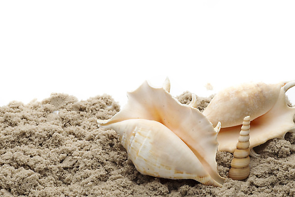 포토 JPG 해외이미지 별 모래 바다 백그라운드 컨셉 자연 불가사리 프레임 해변 사람없음 햇빛 껍질 흰색 산호 심볼 오브젝트 기념품 태평양 가리비 고립 해외202004 해외포토 자연요소 컬러 조개 극피동물 태양 자포동물 생태계 파일형식 이미지허브