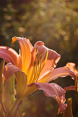 포토 JPG 해외이미지 식물 꽃잎 꽃 분홍색 백그라운드 사람없음 빨간색 컬러풀 노란색 정원 봄 묘사 꽃가루 내추럴 고립 꽃수술 특별함 해외202004 해외포토 계절 컬러 컨셉 가루 파일형식 이미지허브
