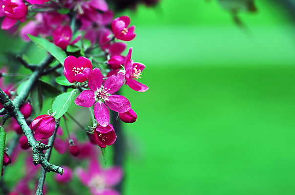포토 JPG 해외이미지 나무 식물 계절 꽃잎 꽃 아시아 분홍색 백그라운드 곡선 자연 벽지 새로움 사람없음 장식 일본 중국 봄 벚꽃 흰색 나뭇가지 신선 개화 체리 닫기 사과 묘사 싱글 베트남 동쪽 내추럴 고립 꽃수술 블러 엘리먼트 해외202004 해외포토 나라 선 컬러 컨셉 과일 모션 동남아시아 방향 생태계 파일형식 이미지허브