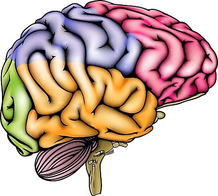 EPS 해외이미지 교육 과학 백그라운드 십자가 신체 일러스트 텍스트 부분 해부 실내 건강 사람 약 흰색 마음 불안 뇌 그림 생물학 시스템 반구 고립 돌봄 지능 해외202004 해외일러스트 감정 컬러 의학 모션 내부 원형 파일형식 벡터 이미지허브