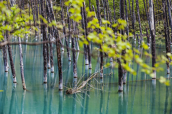 포토 JPG 해외이미지 호수 자연 서기 풍경 사람없음 물 파란색 일본 봄 죽음 연못 뜨거움 숲 홋카이도 청록색 해외202004 해외포토 자연요소 계절 아시아 컬러 모션 생태계 파일형식 이미지허브