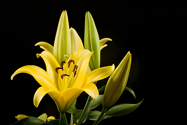 포토 JPG 해외이미지 식물 꽃잎 꽃 꽃다발 잎 2 꽃무늬 자연 선물 사람없음 장식 초록색 노란색 검은색 봄 활발 벚꽃 축하 신선 개화 우아함 백합 향기 내추럴 구성 해외202004 해외포토 계절 컬러 컨셉 무늬 생태계 냄새 파일형식 이미지허브