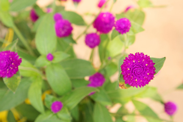 포토 JPG 해외이미지 식물 공원 꽃 분홍색 백그라운드 밭 자연 벽지 버튼 사람없음 야외 빨간색 초록색 여름 빛 컬러풀 햇빛 지구본 정원 보라색 봄 활발 들꽃 성장 벚꽃 신선 개화 그룹 닫기 작음 다발 원예 향기 아로마 총각 해외202004 해외포토 계절 공공시설 컬러 컨셉 농업 모션 취미 태양 크기 생태계 냄새 파일형식 이미지허브