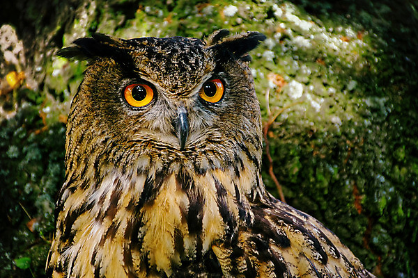 포토 JPG 해외이미지 동물 응시 유럽 야생동물 자연 조류 생물 사람없음 야외 갈색 힘 관찰 큼 깃털 부리 독수리 육식동물 부엉이 사냥꾼 내추럴 옛날 해외202004 해외포토 직업 시선 나라 컬러 모션 크기 생태계 파일형식 이미지허브