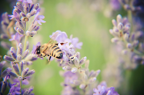 포토 JPG 해외이미지 식물 동물 계절 꽃잎 꽃 곤충 백그라운드 꽃무늬 날개 자연 잉글랜드 안테나 사람없음 야외 초록색 여름 컬러풀 노란색 정원 보라색 검은색 봄 벚꽃 닫기 꿀벌 수분 벌 먹기 허브 제비꽃 바쁨 향기 꽃가루 꿀 라벤더 내추럴 호박벌 해외202004 해외포토 컬러 무늬 통신 모션 영국 벌_곤충 가루 생태계 냄새 파일형식 이미지허브