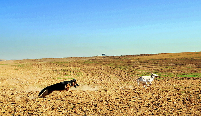 포토 JPG 해외이미지 동물 계절 백그라운드 밭 장난 자연 놀이 날씨 사람없음 태양 검은색 경쟁 봄 우정 기쁨 흰색 유머 개 작음 열정 지역 산악지대 추적 해외202004 해외포토 자연요소 감정 컬러 컨셉 농업 포유류 모션 산 친구 크기 생태계 파일형식 이미지허브