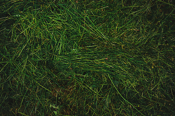 포토 JPG 해외이미지 공원 밭 자연 잔디 사람없음 야외 초록색 봄 신선 질감 뒤뜰 해외202004 해외포토 식물 계절 공공시설 컬러 농업 생태계 파일형식 이미지허브