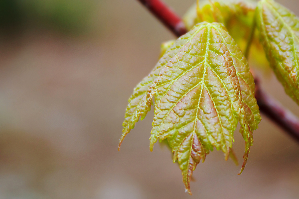 포토 JPG 해외이미지 나무 계절 단풍 잎 사람없음 새싹 봄 나뭇가지 해외202004 해외포토 식물 파일형식 이미지허브
