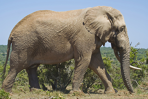 포토 JPG 해외이미지 식물 동물 야생동물 여행 신체 포유류 아프리카 자연 초식동물 코끼리 사람없음 머리 걷기 힘 황무지 고독 위험 큼 사파리 싱글 꼬리 귀 부드러움 상아 멸종 거인 동물상 몬스터 옛날 원정 혼자 해외202004 해외포토 감정 나라 컨셉 모션 신체부위 조형물 감각 크기 생태계 파일형식 이미지허브