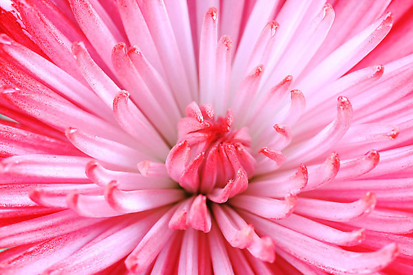 포토 JPG 해외이미지 식물 꽃잎 꽃 백그라운드 꽃무늬 국화 사람없음 빨간색 신선 센터 닫기 향기 파열 해외202004 해외포토 컬러 무늬 모션 냄새 파일형식 이미지허브