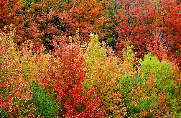 포토 JPG 해외이미지 나무 구름 계절 호수 하늘 휴가 휴식 풍경 사람없음 목재 초록색 빛 햇빛 태양 평화 맑음 침묵 가을 인사 소나무 신용카드 황금 숲 연도 그림 장면 해외202004 해외포토 자연요소 식물 컬러 컨셉 재료 날씨 금융 소리 예절 파일형식 이미지허브