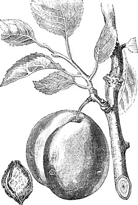 EPS 해외이미지 나무 선 과일 일러스트 미술 검은색 수확 흰색 나뭇가지 그림 판화 자두 해외202004 해외일러스트 식물 컬러 농업 문화예술 파일형식 벡터 이미지허브