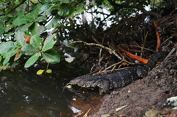 포토 JPG 해외이미지 나무 식물 동물 아시아 야생동물 파충류 자연 사람없음 야외 초록색 물 강 모니터 연못 큼 도마뱀 육식동물 스리랑카 해외202004 해외포토 자연요소 나라 컬러 컴퓨터 크기 생태계 파일형식 이미지허브