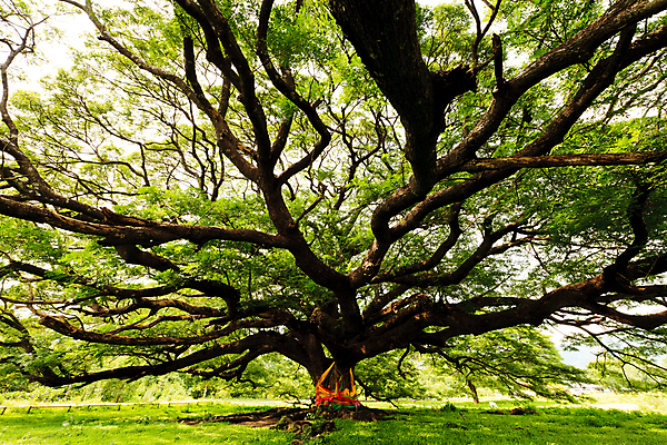 포토 JPG 해외이미지 나무 식물 1 계절 줄기 백그라운드 잎 태국 자연 사람없음 목재 초록색 환경 성장 흰색 나뭇가지 원숭이 숲 큼 인도인 오브젝트 에코 유기농 호두 동쪽 내추럴 꼬투리 생태학 옛날 해외202004 해외포토 외국인 웰빙 교육 아시아 컬러 재료 포유류 동양인 견과류 크기 방향 생태계 파일형식 이미지허브