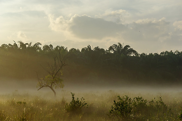 포토 JPG 해외이미지 나무 구름 계절 호수 백그라운드 밭 자연 하늘 아침 산 풍경 사람없음 야외 물 여름 빛 태양 일출 환경 일몰 봄 새벽 안개 가을 숲 내추럴 뿌연 해외202004 해외포토 주간 자연요소 식물 농업 날씨 노을 생태계 파일형식 이미지허브