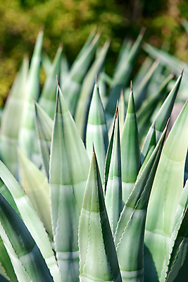 포토 JPG 해외이미지 식물 줄기 잎 꽃무늬 자연 선인장 건강 사람없음 초록색 약 화장품 약국 허브 순수 묘사 피부관리 유기농 스파이크 돌봄 알로에 이국적 알로하 억울 디테일 해외202004 해외포토 웰빙 꽃 감정 컬러 컨셉 무늬 의학 모션 뷰티 인사 생태계 파일형식 이미지허브