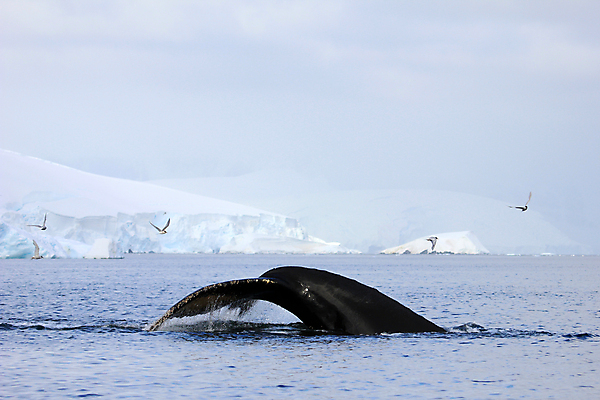 포토 JPG 해외이미지 동물 야생동물 바다 여행 겨울 포유류 자연 털 사람없음 물 점프 얼음 봄 추위 물개 남극 북극 고래 꼬리 서리 지느러미 봉 빙산 북쪽 표범 남쪽 해외202004 해외포토 자연요소 계절 모션 바다동물 수중동물 극지방 방향 생태계 파일형식 이미지허브