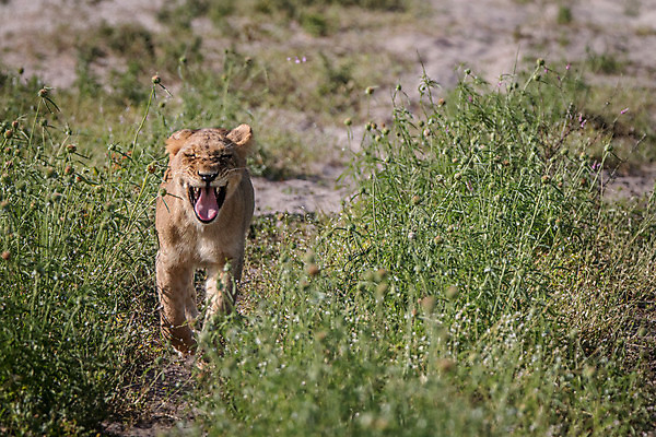 포토 JPG 해외이미지 동물 야생동물 새끼 여행 포유류 아프리카 자연 생물 털 동물원 사람없음 환경 고양이 힘 분노 황무지 위험 사자 큼 왕 모피 사파리 리더 육식동물 사냥꾼 멸종 사자자리 표범 내추럴 보츠와나 사바나 웅장함 해외202004 해외포토 직업 감정 나라 컨셉 반려동물 별자리 크기 생태계 파일형식 이미지허브