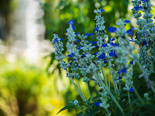 포토 JPG 해외이미지 식물 계절 꽃 음식 백그라운드 잎 자연 건강 요리 사람없음 야외 초록색 여름 파란색 컬러풀 약 정원 보라색 봄 벚꽃 흰색 신선 차 약초 허브 제비꽃 향신료 묘사 유기농 원예 아로마 내추럴 세이지 영원 해외202004 해외포토 웰빙 음료 컬러 의학 취미 풀_식물 생태계 향미료 파일형식 이미지허브