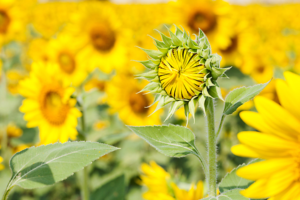 포토 JPG 해외이미지 식물 꽃잎 꽃 산업 문화 백그라운드 잎 꽃무늬 밭 농업 오렌지 자연 하늘 해바라기 씨앗 풍경 사람없음 초록색 여름 파란색 농작물 컬러풀 햇빛 태양 농장 노란색 맑음 봄 활발 성장 벚꽃 시골 원형 개화 유기농 꽃가루 내추럴 해외202004 해외포토 자연요소 도형 웰빙 계절 컬러 컨셉 무늬 과일 날씨 가루 생태계 파일형식 이미지허브