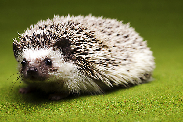 포토 JPG 해외이미지 동물 한마리 근접촬영 사람없음 고슴도치 해외202004 해외포토 1 뷰포인트 포유류 파일형식 이미지허브