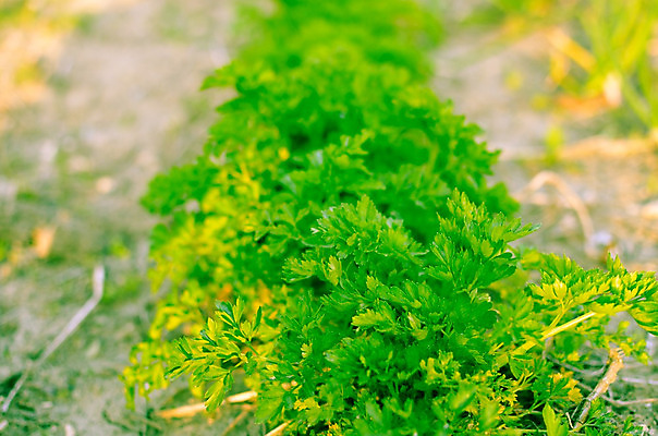 포토 JPG 해외이미지 식물 음식 줄기 백그라운드 잎 밭 농업 채소 재료 자연 파슬리 건강 사람없음 야외 초록색 여름 농장 주방 정원 흙 봄 성장 나뭇가지 침대 신선 고명 양념 닫기 허브 향신료 유기농 원예 날것 향 내추럴 딜 밭일 채식주의자 해외202004 해외포토 나무 웰빙 계절 산업 컬러 가구 모션 취미 생태계 채식 향미료 파일형식 이미지허브