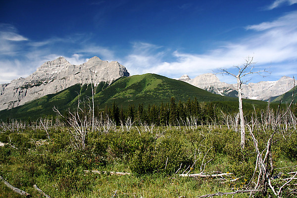 포토 JPG 해외이미지 나무 구름 공원 여행 캐나다 자연 하늘 바람 날씨 산 건조 풍경 사람없음 여름 파란색 흰색 죽음 숲 내추럴 산악지대 단절 앨버타 허리케인 로키산맥 해외202004 해외포토 자연요소 식물 계절 공공시설 컬러 북아메리카 자연재해 생태계 파일형식 이미지허브