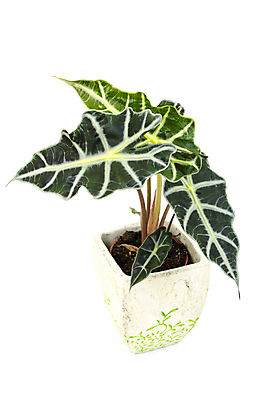 포토 JPG 해외이미지 식물 디자인 꽃 잎 꽃무늬 자연 주택 사람없음 장식 초록색 정원 방 흰색 신선 냄비 꽃집 유기농 원예 내추럴 고립 막자 해외202004 해외포토 웰빙 컬러 무늬 취미 건물 상점 솥 생태계 파일형식 이미지허브