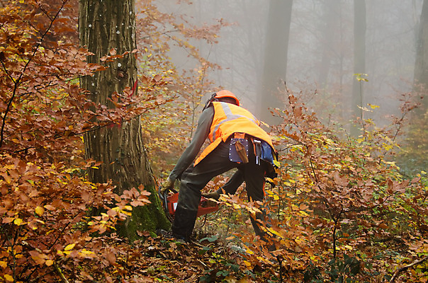 포토 JPG 해외이미지 나무 직업 남자 장갑 노동자 안전 사람 성인 사람없음 목재 힘 장비 도구 공구 업무 작업 숲 헬멧 위험 자르기 나무껍질 잡동사니 벌목 수목 전기톱 해외202004 해외포토 식물 잡화 컨셉 재료 모션 껍질 보호장비 톱 파일형식 이미지허브