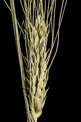 포토 JPG 해외이미지 모양 식물 계절 산업 음식 농업 자연 검은배경 휴식 건조 사람없음 초록색 물 여름 노란색 평화 힘 봄 활발 에너지 수확 성장 시리얼 밀 순수 순환 귀 밀가루 성분 자원 고립 숙성 영양분 작살 탄수화물 완전 해외202004 해외포토 자연요소 컬러 백그라운드 컨셉 모션 곡류 신체부위 검은색 가루 생태계 파일형식 이미지허브