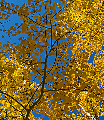 포토 JPG 해외이미지 나무 잎 자연 사람없음 목재 파란색 노란색 가을 나뭇가지 황금 숲 자작나무 내추럴 콜로라도 해외202004 해외포토 식물 계절 컬러 재료 미국 생태계 파일형식 이미지허브