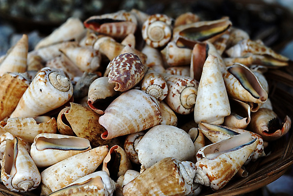 포토 JPG 해외이미지 바다 여행 휴가 조개 해변 사람없음 껍질 해외202004 해외포토 어패류 파일형식 이미지허브