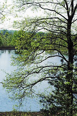 포토 JPG 해외이미지 나무 구름 꽃 지구 모래 잎 자연 하늘 날씨 휴식 건조 그림자 풍경 사람없음 목재 세로 초록색 여름 태양 갈색 침묵 나뭇가지 시골 소나무 숲 허브 즐거움 통나무 원뿔 생태학 해외202004 해외포토 자연요소 도형 식물 계절 교육 감정 컬러 컨셉 재료 소리 생태계 파일형식 이미지허브