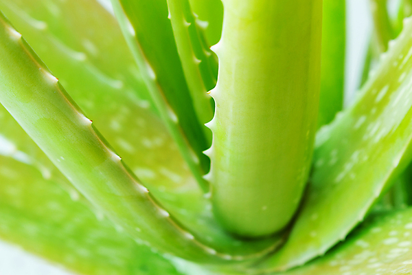 포토 JPG 해외이미지 식물 줄기 조각 잎 선인장 건강 사람없음 치료 약 우주 스파 화장품 활발 촉촉함 사막 신선 액체 가시 약초 수분 허브 피부 순수 피부관리 슬라이스 아로마테라피 테라피 돌봄 보습 알로에 해외202004 해외포토 컨셉 의학 모션 신체부위 뷰티 젖음 풀_식물 파일형식 이미지허브