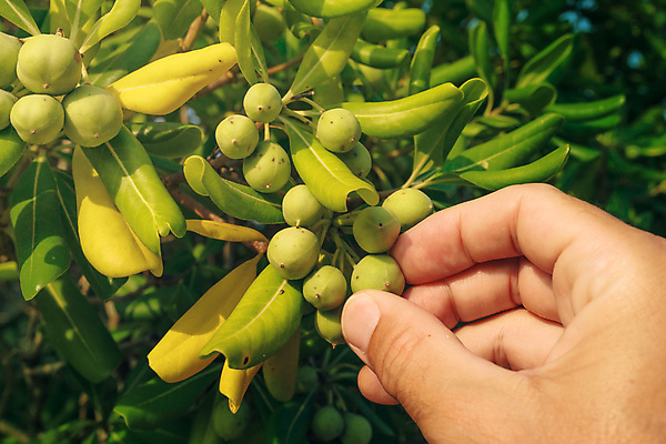 포토 JPG 해외이미지 나무 식물 백인 손 계절 남자 잎 과일 자연 사람없음 야외 초록색 햇빛 농장 정원 성장 나뭇가지 신선 농부 수집 관목 유기농 올리브 지역 상록수 내추럴 생태학 해외202004 해외포토 서양인 직업 웰빙 교육 열매 컬러 농업 사람 신체부위 태양 생태계 파일형식 이미지허브