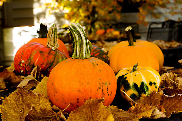 포토 JPG 해외이미지 계절 음식 잎 오렌지 호박 사람없음 컬러풀 할로윈 수확 가을 스쿼시 해외202004 해외포토 식물 스포츠 컬러 농업 채소 과일 구기 파일형식 이미지허브