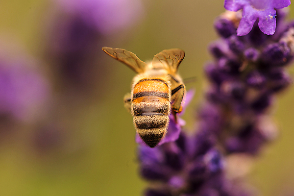 포토 JPG 해외이미지 식물 동물 계절 꽃잎 꽃 곤충 백그라운드 컨셉 꽃무늬 밭 날개 자연 사람없음 초록색 여름 파란색 햇빛 태양 약 정원 맑음 보라색 일몰 봄 화장품 프랑스 업무 꿀벌 저녁 수분 벌 허브 제비꽃 향수 묘사 데이지 아로마 꽃가루 꿀 라벤더 찌르기 프로방스 해외202004 해외포토 자연요소 유럽 컬러 무늬 농업 의학 모션 날씨 뷰티 노을 작업 벌_곤충 야간 가루 생태계 파일형식 이미지허브