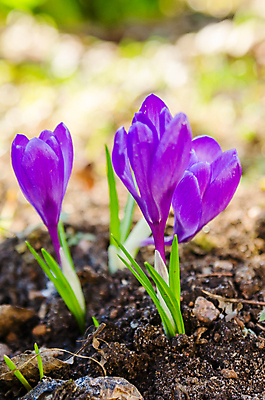 포토 JPG 해외이미지 식물 계절 꽃잎 꽃 백그라운드 컨셉 잎 패턴 모션 자연 건강 사랑 사람없음 야외 장식 초록색 파란색 빛 햇빛 노란색 머리 정원 맑음 보라색 봄 활발 성장 벚꽃 침대 시간 화려 개화 닫기 작음 5월 내추럴 세련 해외202004 해외포토 감정 컬러 가구 무늬 날씨 신체부위 태양 날짜 크기 생태계 파일형식 이미지허브