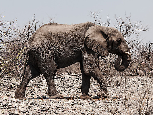 포토 JPG 해외이미지 동물 1 계절 공원 야생동물 여행 신체 포유류 모션 아프리카 자연 초식동물 코끼리 건조 성인 사람없음 야외 옆모습 힘 산책 회색 게임 뜨거움 큼 사파리 피부 질감 귀 진흙 상아 남쪽 보츠와나 사바나 생태학 웅장함 전국 해외202004 해외포토 공공시설 교육 나라 뷰포인트 컬러 놀이 휴식 사람 신체부위 크기 방향 생태계 파일형식 이미지허브